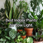 TOP WEB TOOLS Best indoor plants for low light – Free AI tool showing snake plant, pothos, ZZ plant and more thriving in dark rooms